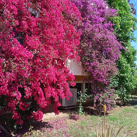 Paulina's Little House Politiká